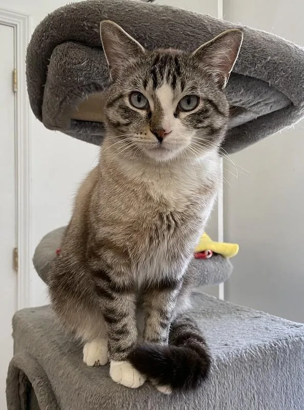 An adult medium-sized male Gray / Blue / Silver Domestic Short Hair cat named Clover for adoption in Chicago, IL
