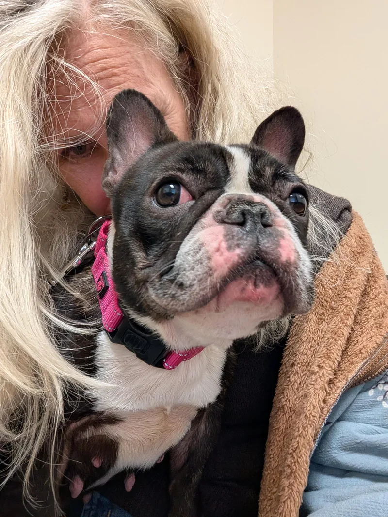 An adult small-sized female Brindle French Bulldog dog named Strawberry for adoption in Hazlet, NJ