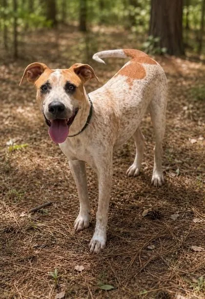 An adult medium-sized male English Coonhound dog named Skai for adoption in Guntersville, AL