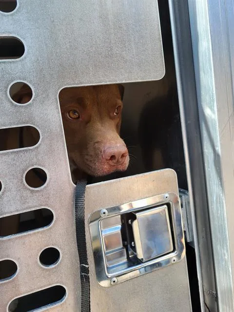 An adult medium-sized female American Staffordshire Terrier dog named Nina for adoption in San Antonio, TX