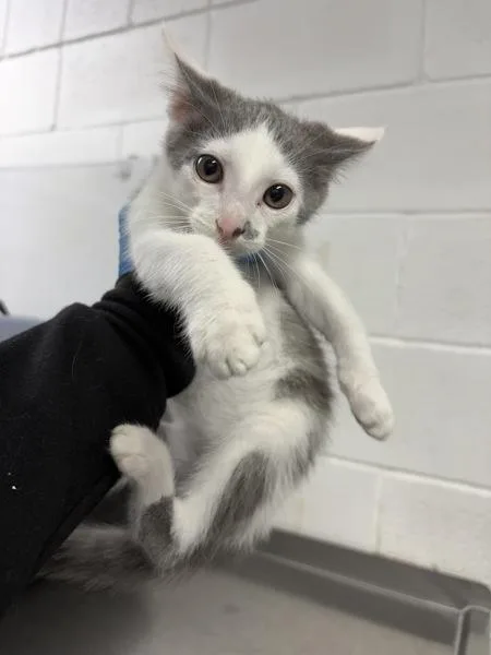 A baby small-sized male Domestic Short Hair cat named Yudo for adoption in Morristown, TN