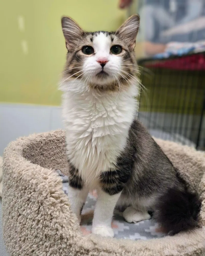 A baby medium-sized male Domestic Medium Hair cat named Harold for adoption in Gonic, NH