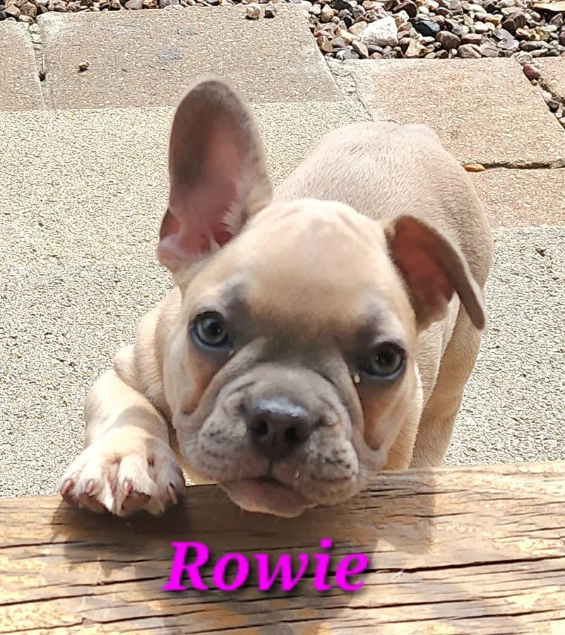 A baby small-sized female White / Cream French Bulldog dog named Rowie for adoption in Austin, TX