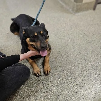 An adult medium-sized female Cattle Dog dog named Rain for adoption in Kansas City, MO