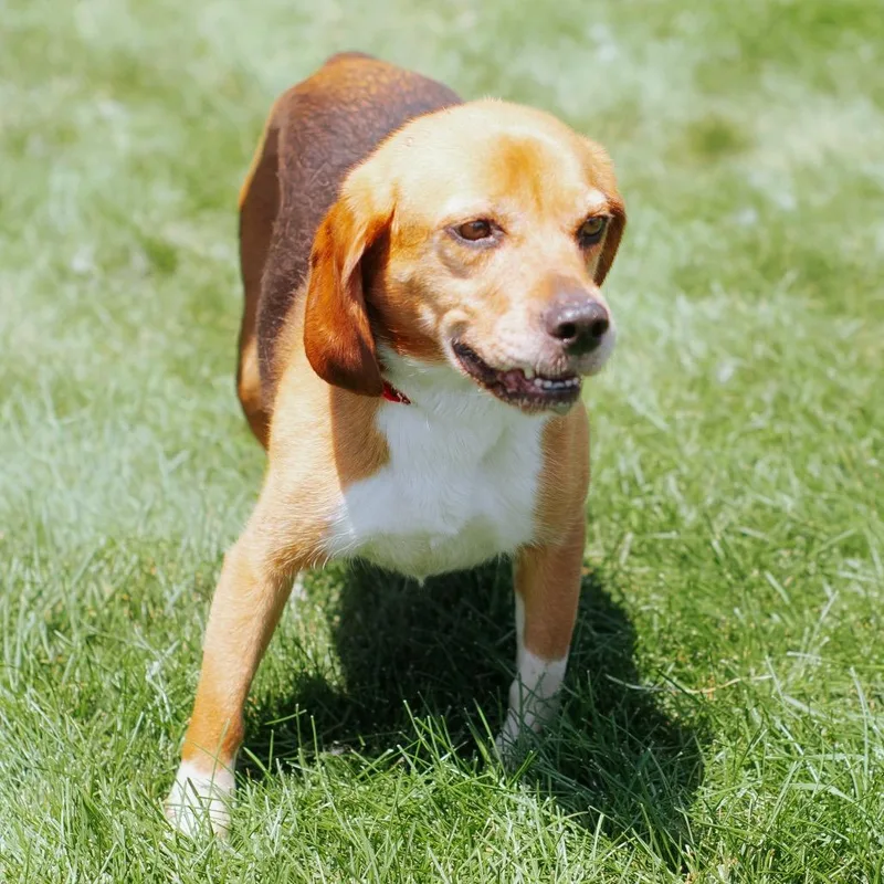 A baby small-sized female Brown / Chocolate Beagle dog named Bagel for adoption in Northbrook, IL