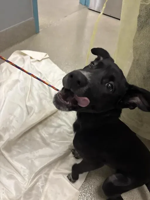 A baby small-sized male Labrador Retriever dog named Jumper for adoption in Las Vegas, NV