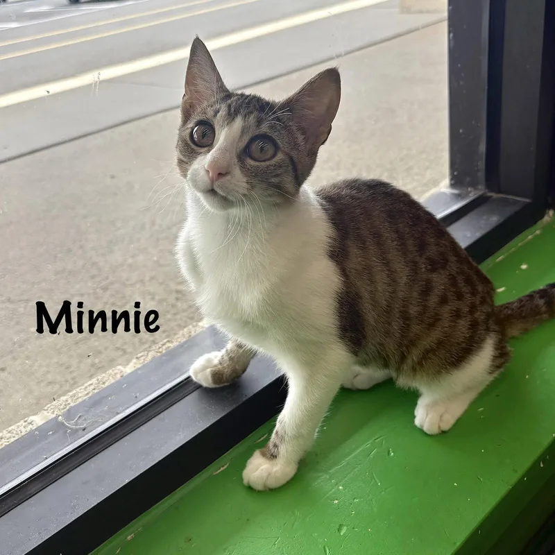 A young medium-sized female Domestic Short Hair cat named Minnie for adoption in Spring Lake, NJ