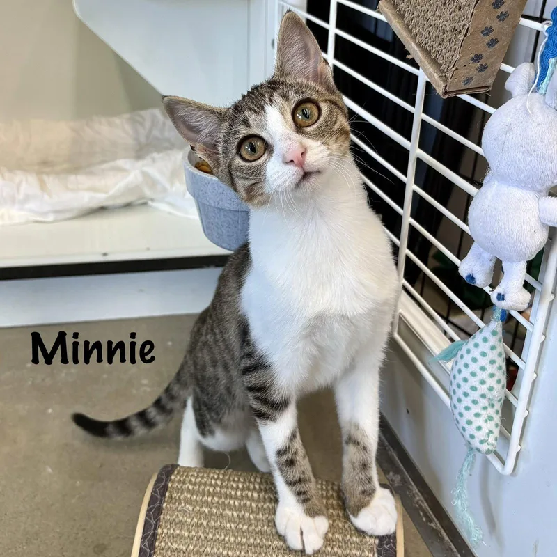 Minnie thumbnail 3