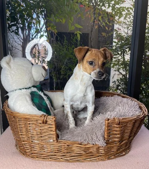 Wishbone thumbnail 2