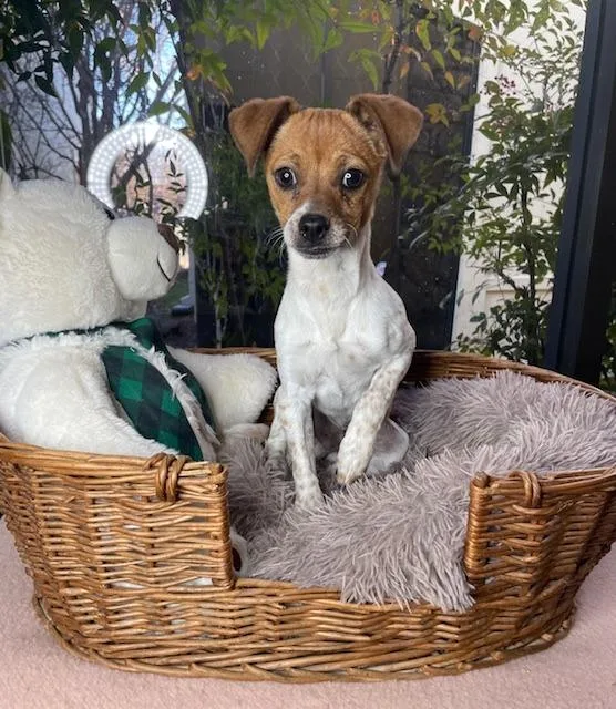 Wishbone thumbnail 3