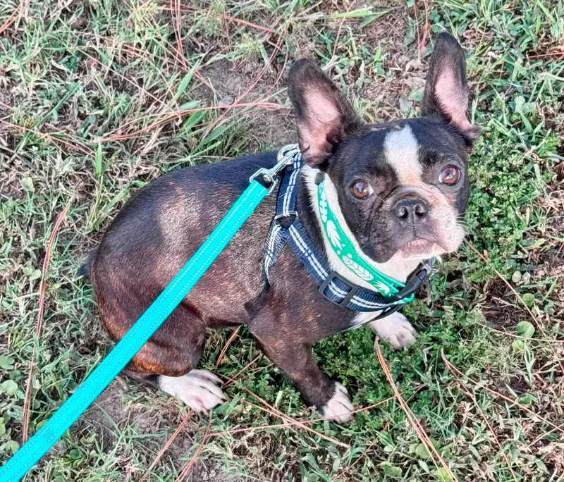 A young medium-sized female Boston Terrier dog named Panini for adoption in Muskogee, OK