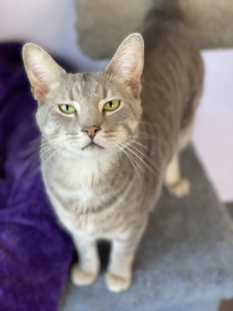 An adult large-sized male Tabby (Gray / Blue / Silver) Domestic Short Hair cat named Jones for adoption in Pekin, IL