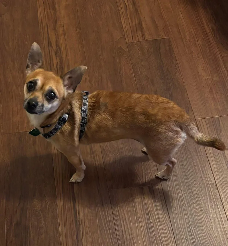 An adult small-sized female Chihuahua dog named Ruth for adoption in Oxford, MI