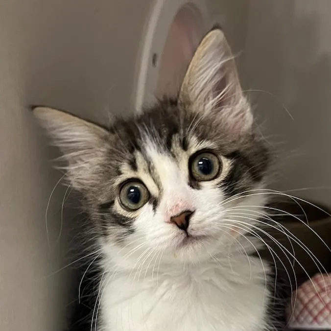 A baby small-sized female Brown / Chocolate Domestic Short Hair cat named Maggie for adoption in Redwood City, CA