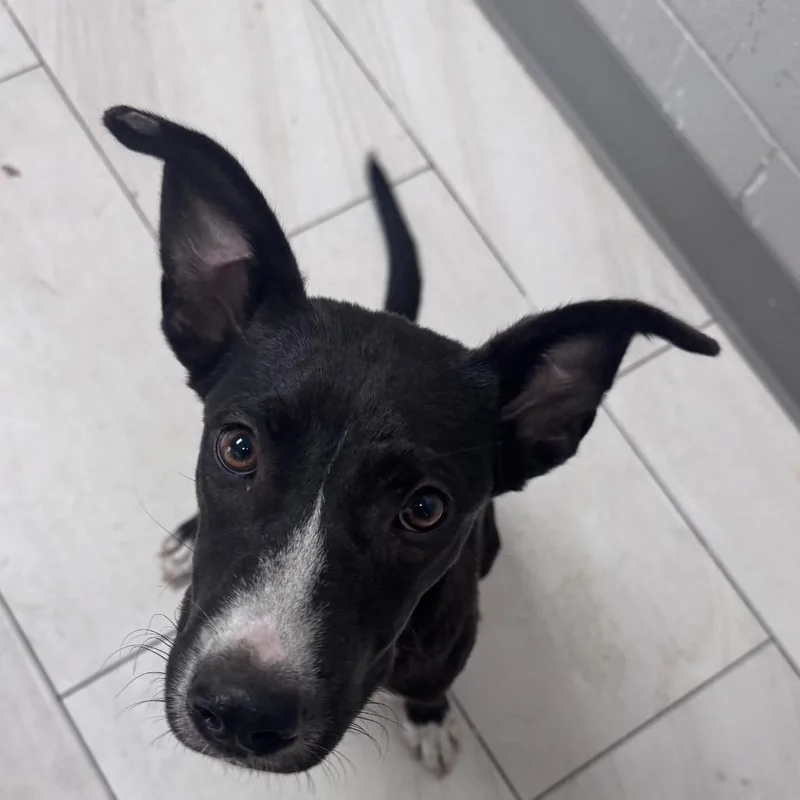 A young small-sized female Mixed Breed dog named Lexie for adoption in Lufkin, TX