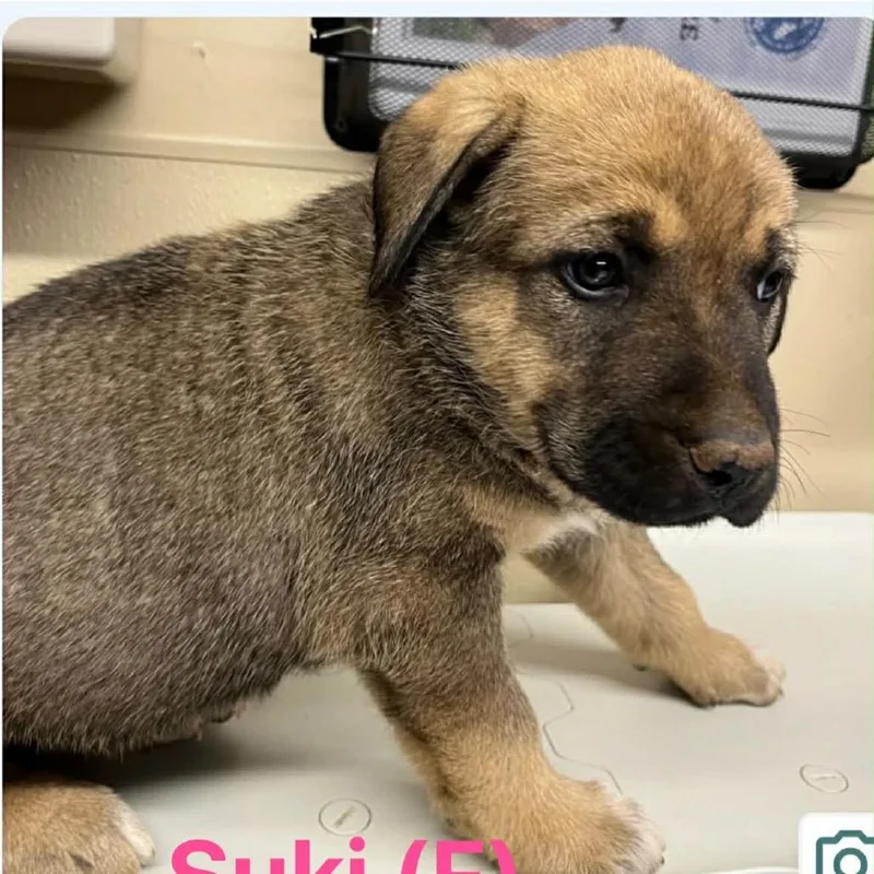 A baby large-sized female Brown / Chocolate Caucasian Sheepdog / Caucasian Ovtcharka dog named Suki for adoption in Oxford, ME