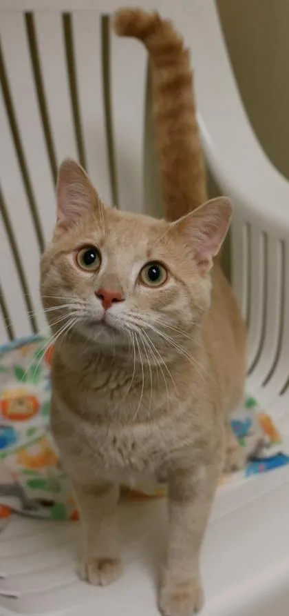 A young medium-sized male Domestic Short Hair cat named Runey for adoption in Baraboo, WI