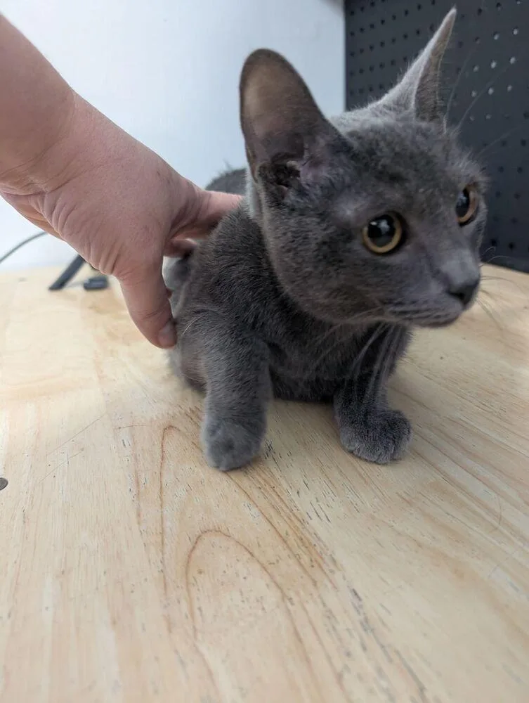A baby medium-sized female Gray / Blue / Silver Domestic Short Hair cat named Olive for adoption in Anoka, MN