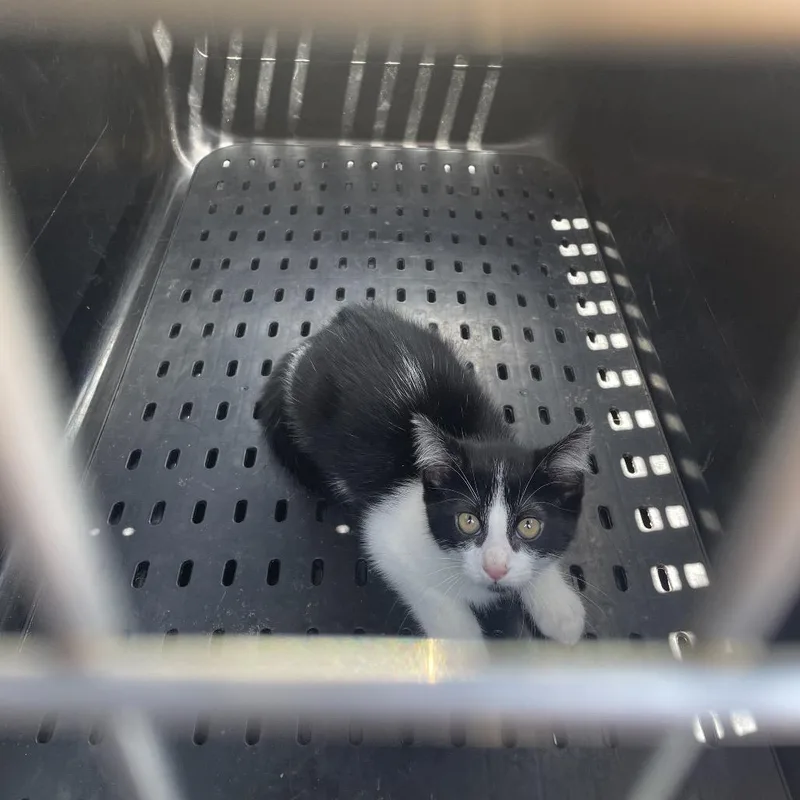 A baby small-sized male Black Domestic Short Hair cat named Mork for adoption in Lake Jackson, TX