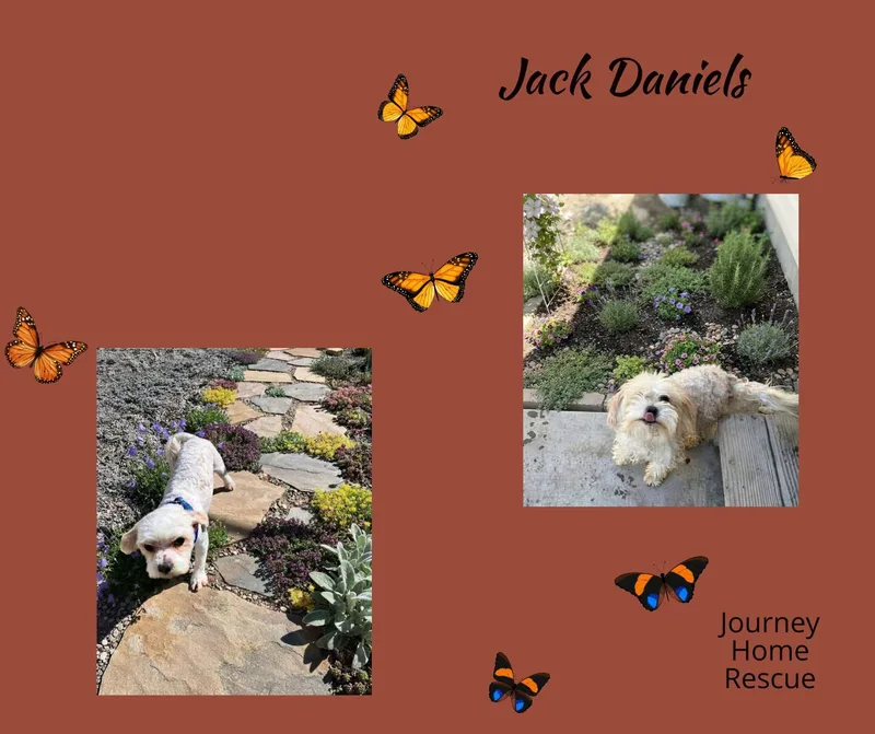 An adult small-sized male Pomapoo dog named Jack Daniels for adoption in East Wenatchee, WA