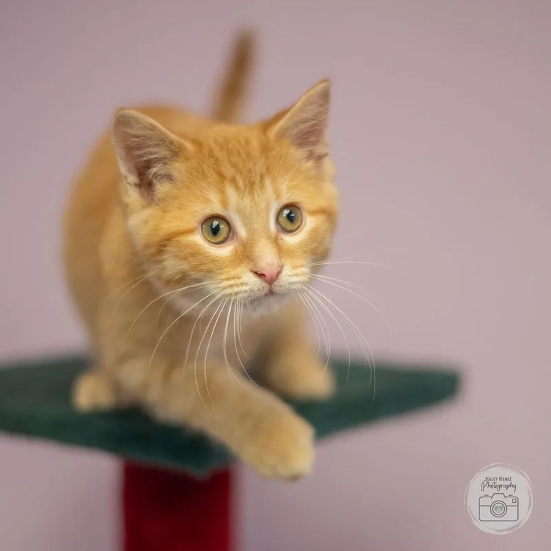 A baby medium-sized male Tabby (Orange / Red) Domestic Short Hair cat named Elmer for adoption in Blairsville, PA