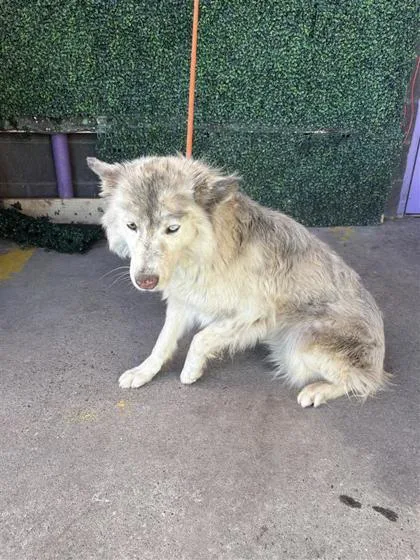 An adult medium-sized female White / Cream Siberian Husky dog named 61572045 for adoption in El Paso, TX