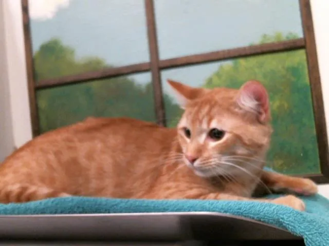 A young medium-sized male Domestic Short Hair cat named James for adoption in Houston, TX