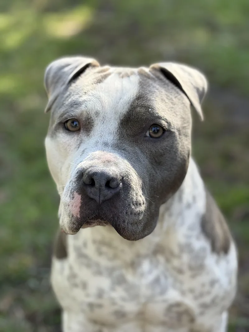 Gogo