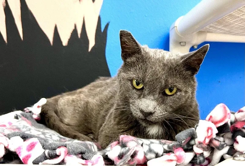 An adult medium-sized male Russian Blue cat named Buddy for adoption in West Hills, CA