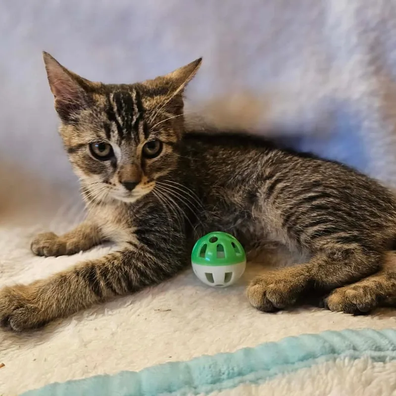 A baby small-sized male Brown / Chocolate Domestic Short Hair cat named Rune for adoption in Fresno, CA