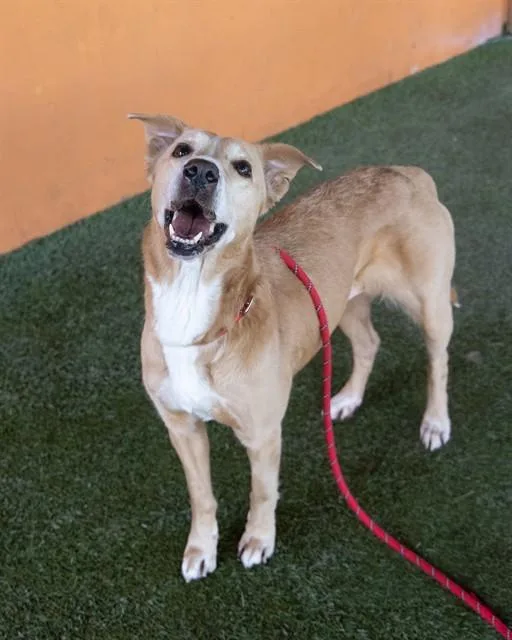 An adult medium-sized female Labrador Retriever dog named Dot for adoption in Miami, FL