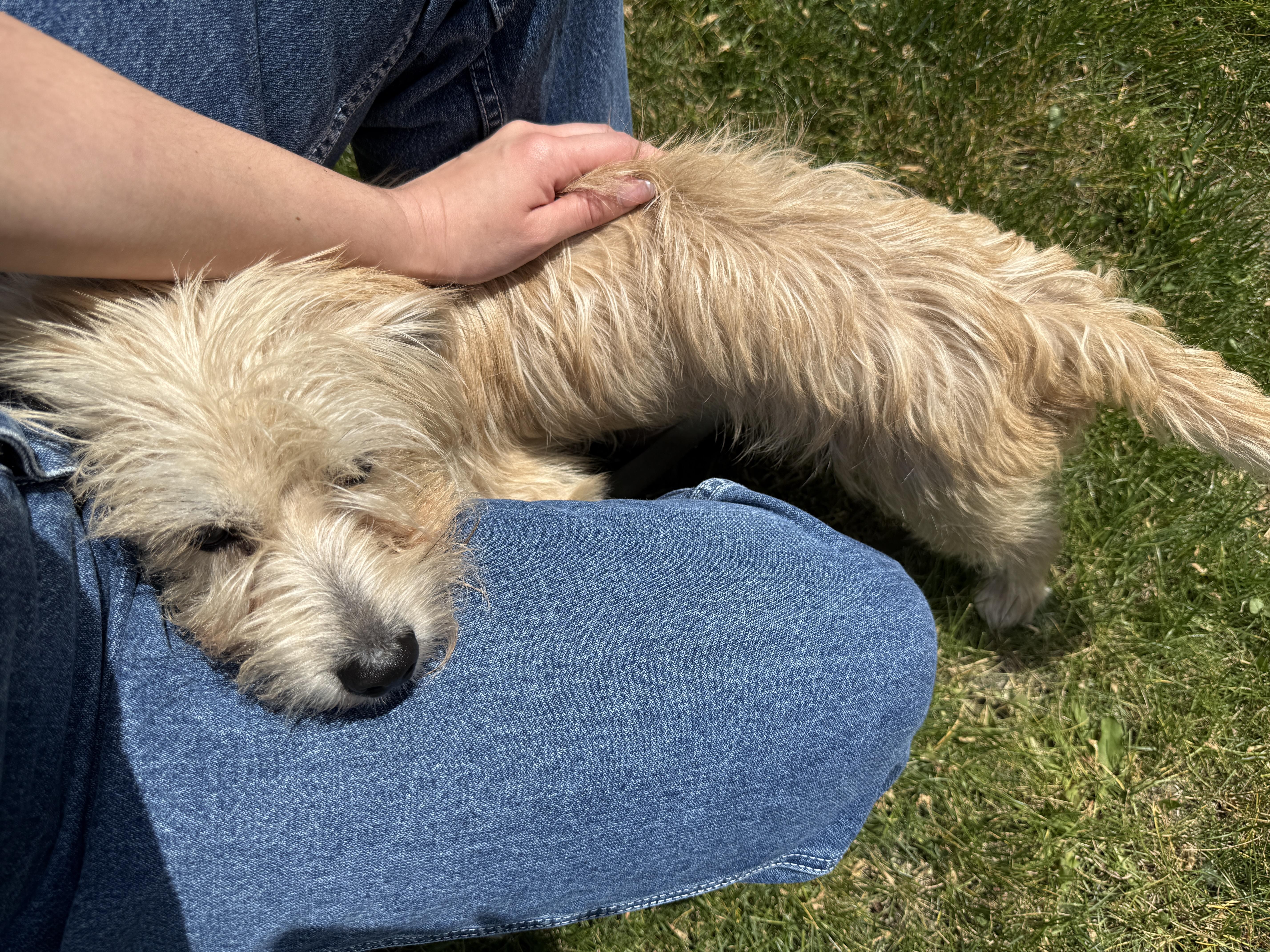 A young small-sized male Apricot / Beige Glen of Imaal Terrier dog named Bucky for adoption in Evanston, IL