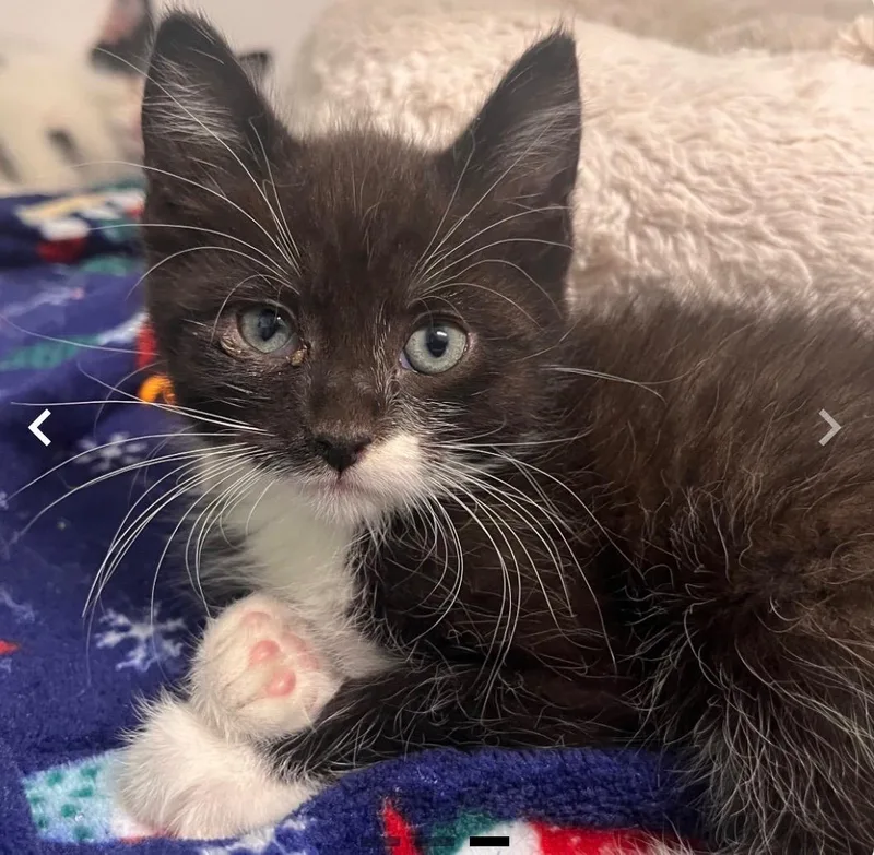 A baby small-sized male Tuxedo cat named Atticus for adoption in Upper Sandusky, OH
