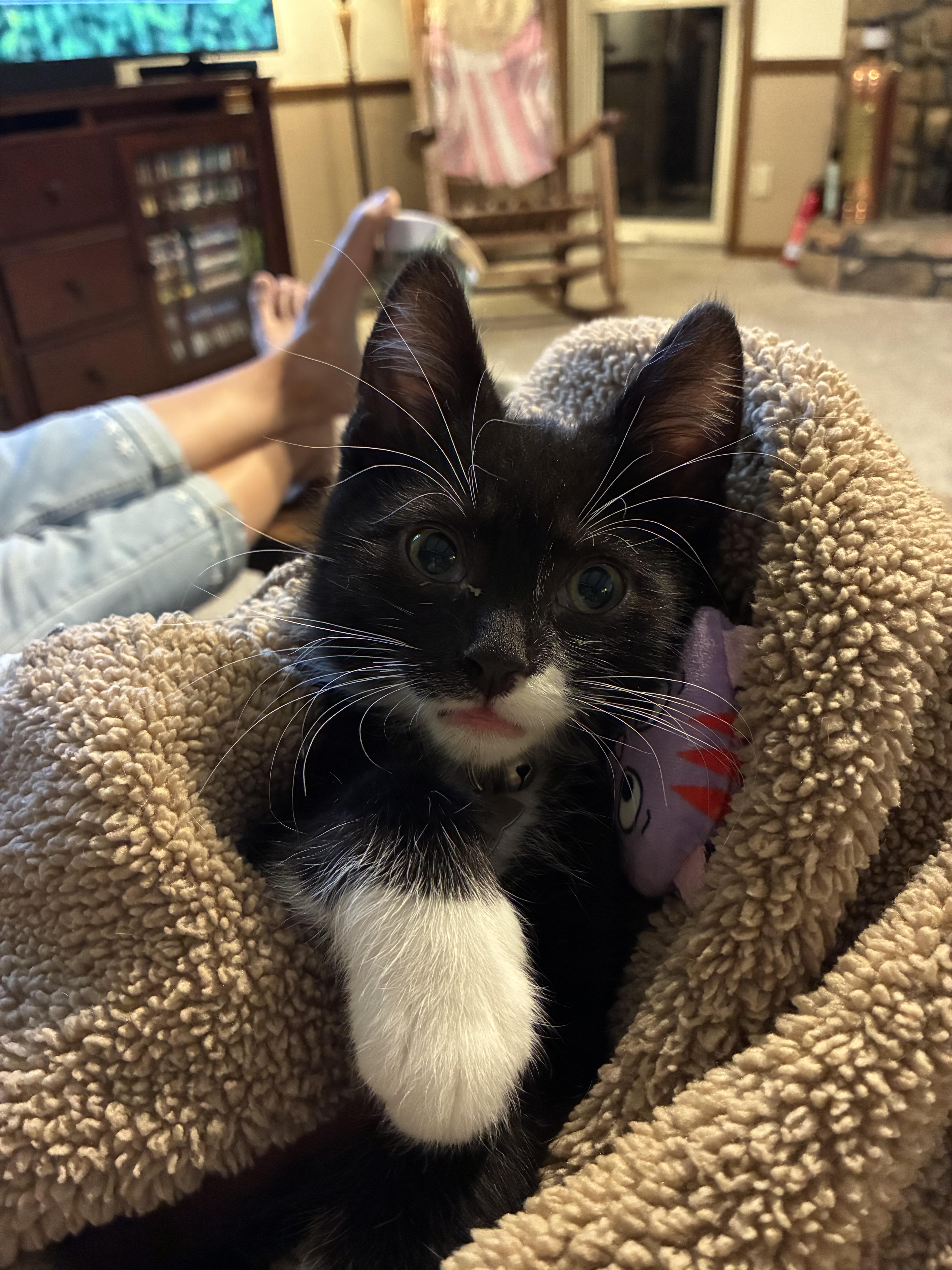 Atticus thumbnail 3