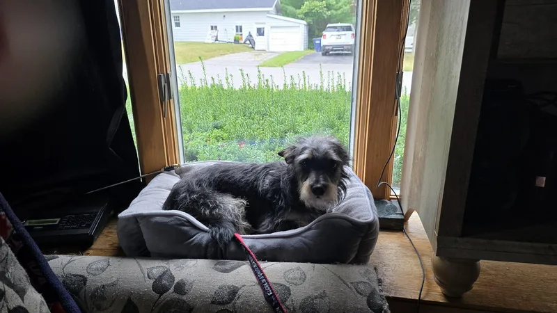 Pepper