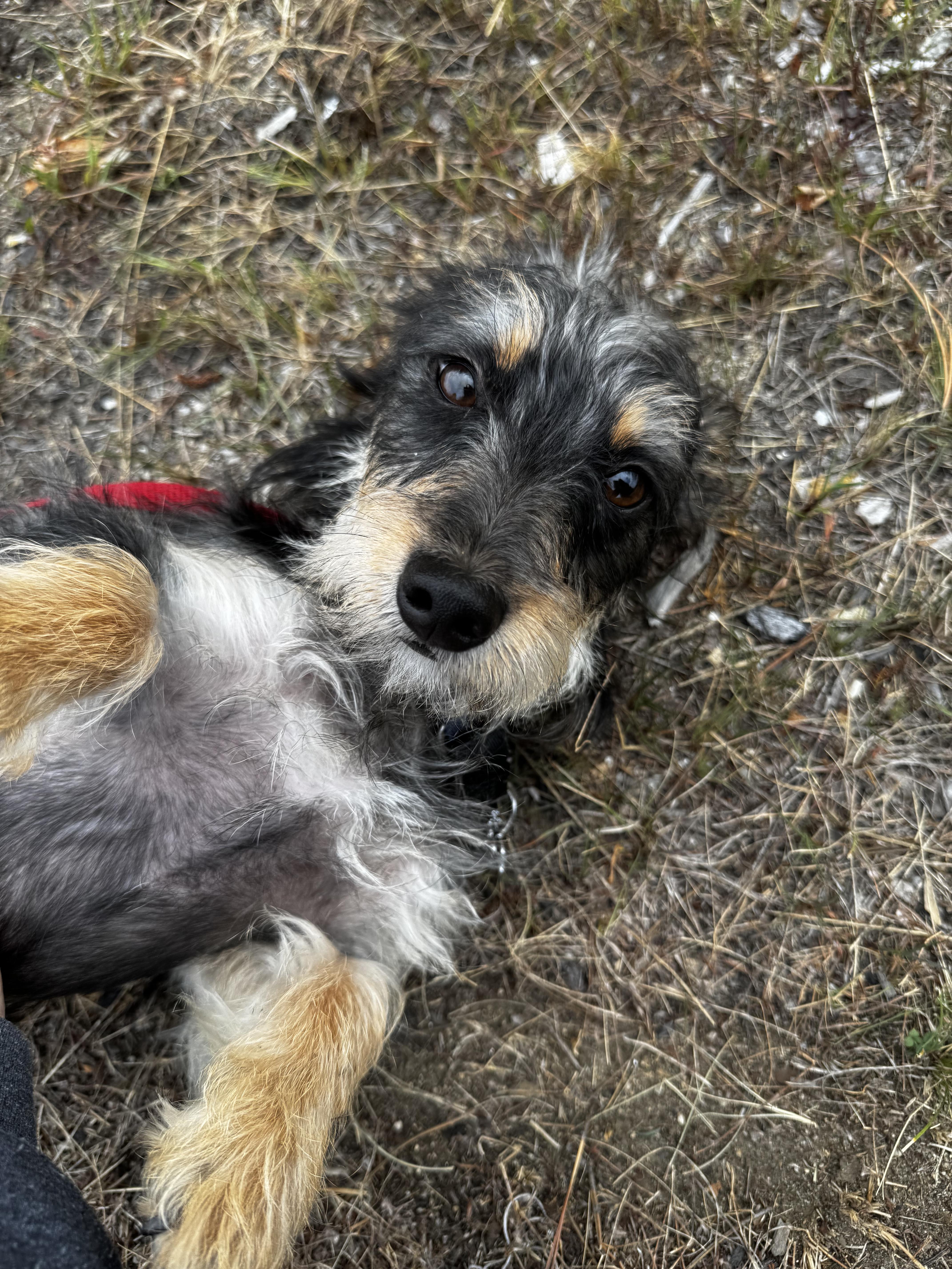 Pepper thumbnail 3