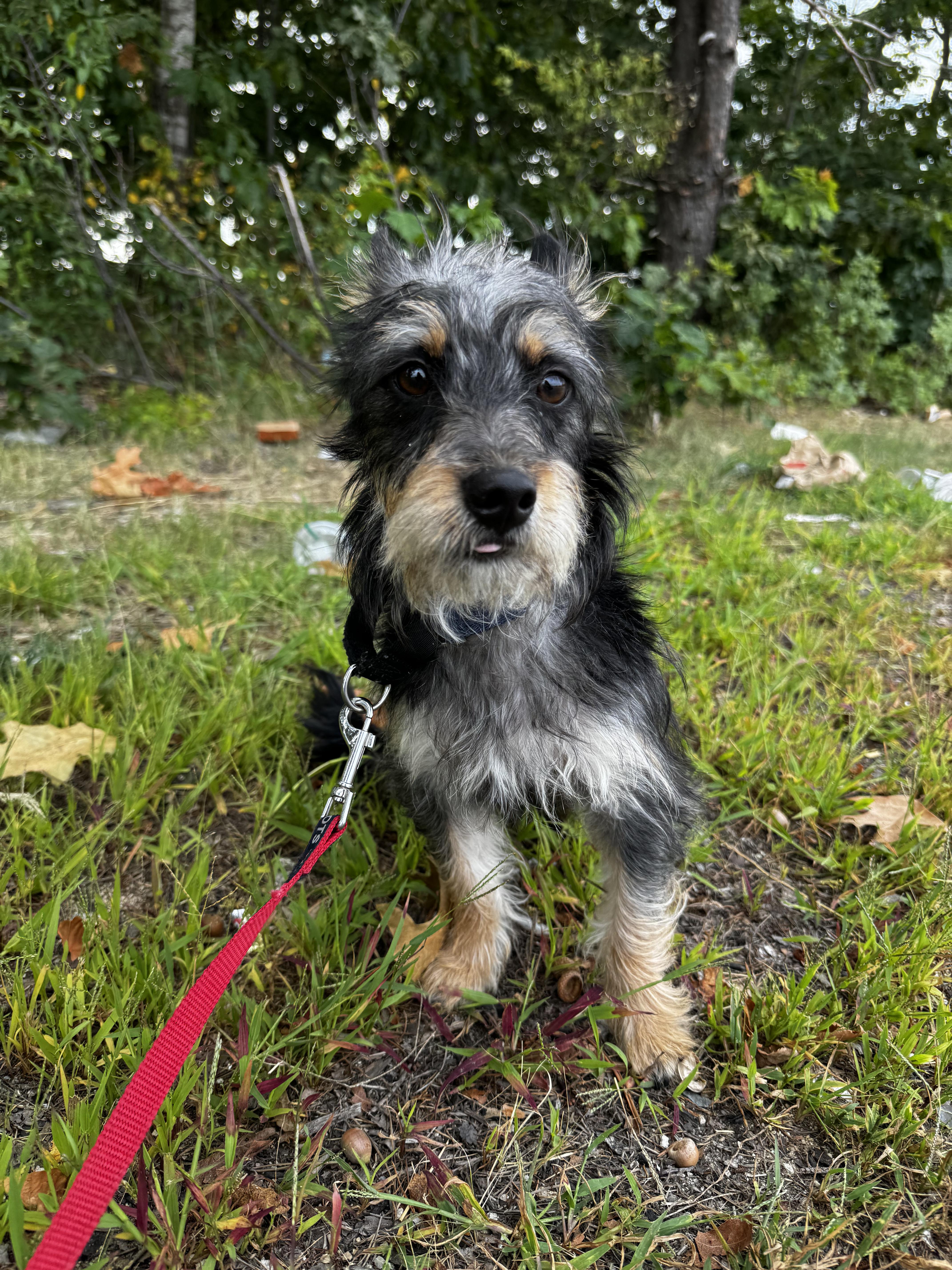 Pepper thumbnail 4