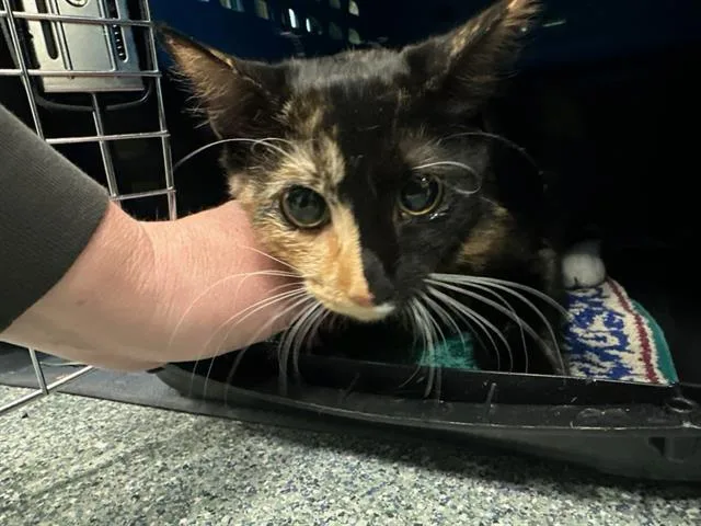A young medium-sized female Domestic Short Hair cat named Cali for adoption in Boston, MA