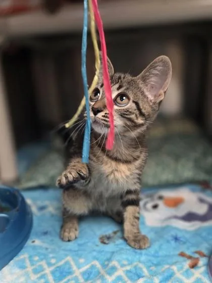 A baby small-sized female Domestic Short Hair cat named Sara for adoption in Westland, MI