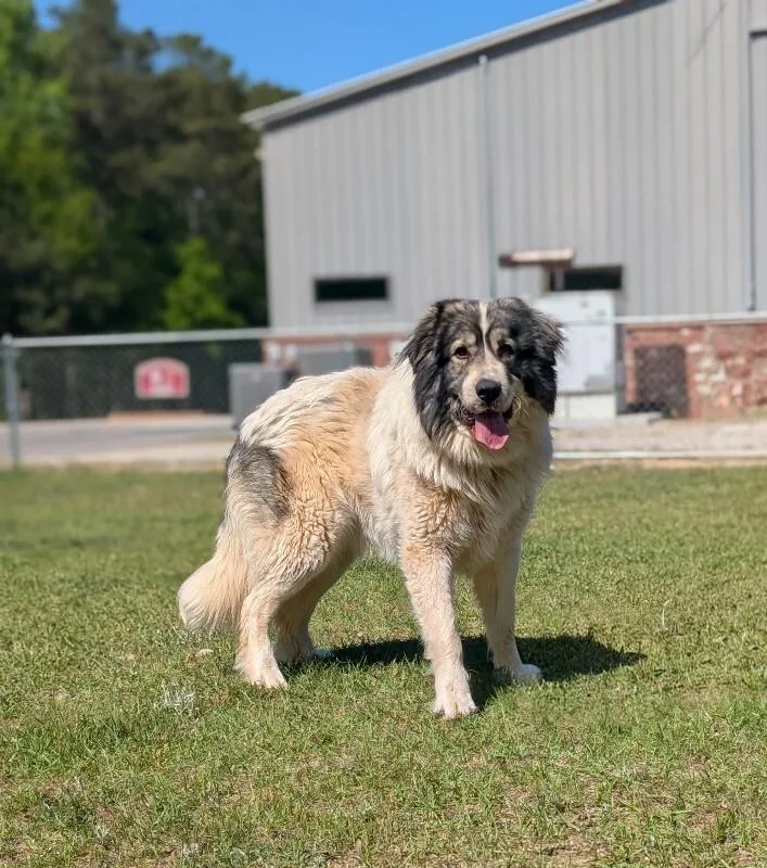 An adult large-sized male White / Cream Great Pyrenees dog named Mellow for adoption in Aiken, SC