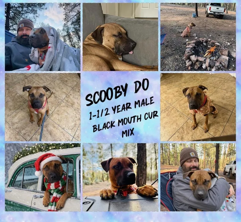 Scooby Do – 