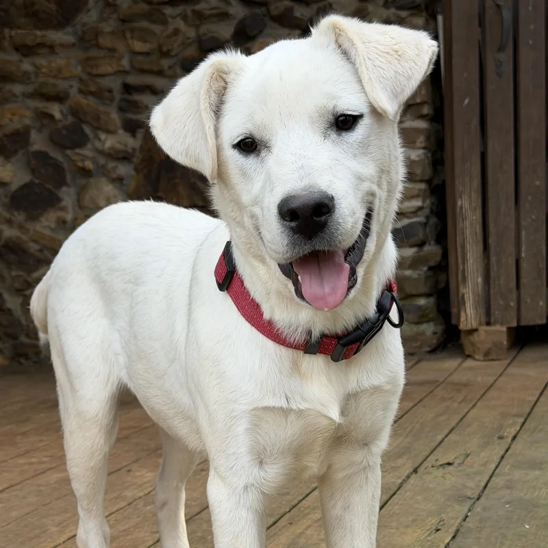 A young medium-sized male White / Cream Labrador Retriever dog named Dutch for adoption in Corinth, MS