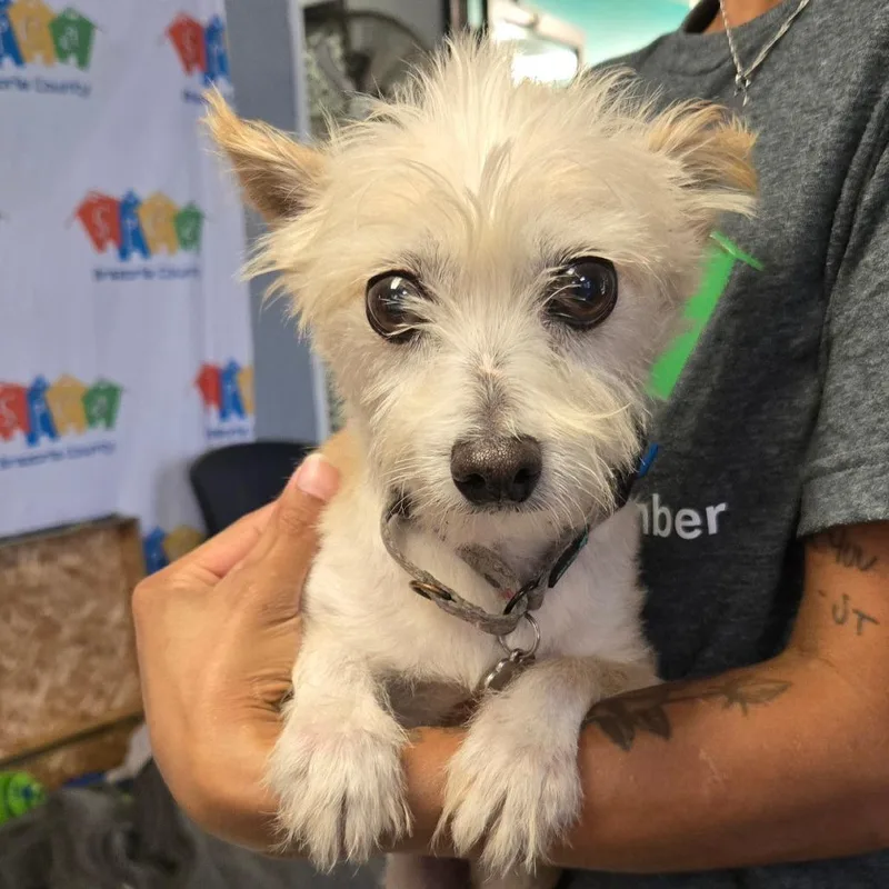 An adult small-sized male Chihuahua dog named Shiloh for adoption in Lake Jackson, TX