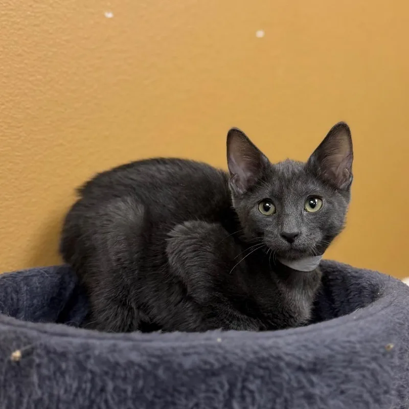 A baby small-sized female Gray / Blue / Silver Domestic Short Hair cat named Grouper for adoption in Las Vegas, NV