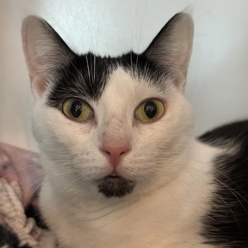 Loki