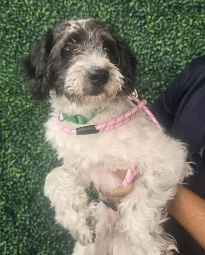 An adult medium-sized female White / Cream Miniature Poodle dog named Pip for adoption in El Paso, TX