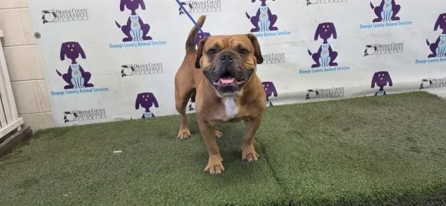 An adult medium-sized male American Bulldog dog named Blue for adoption in Orlando, FL