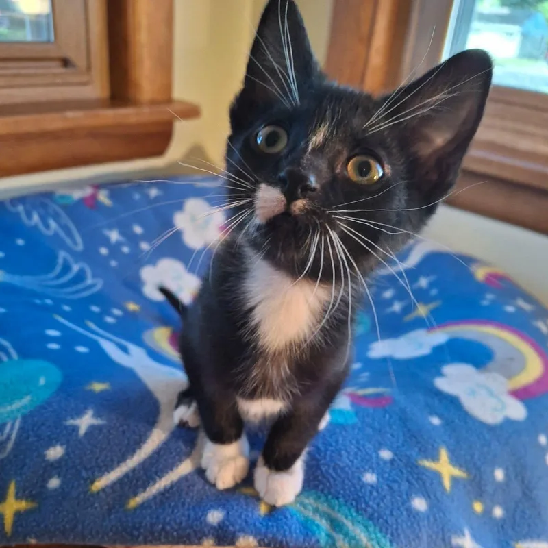 A baby medium-sized male Black Domestic Short Hair cat named Bumblebee for adoption in Watertown, WI