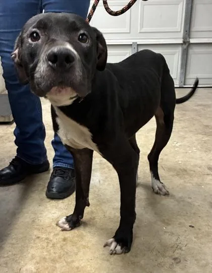 An adult large-sized male Pit Bull Terrier dog named Midnight for adoption in Gainesville, FL