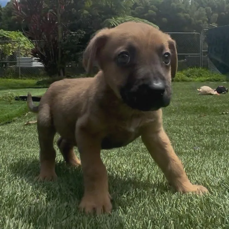 A baby small-sized male Brown / Chocolate Mixed Breed dog named Brewery Litter: Ola for adoption in Keaau, HI
